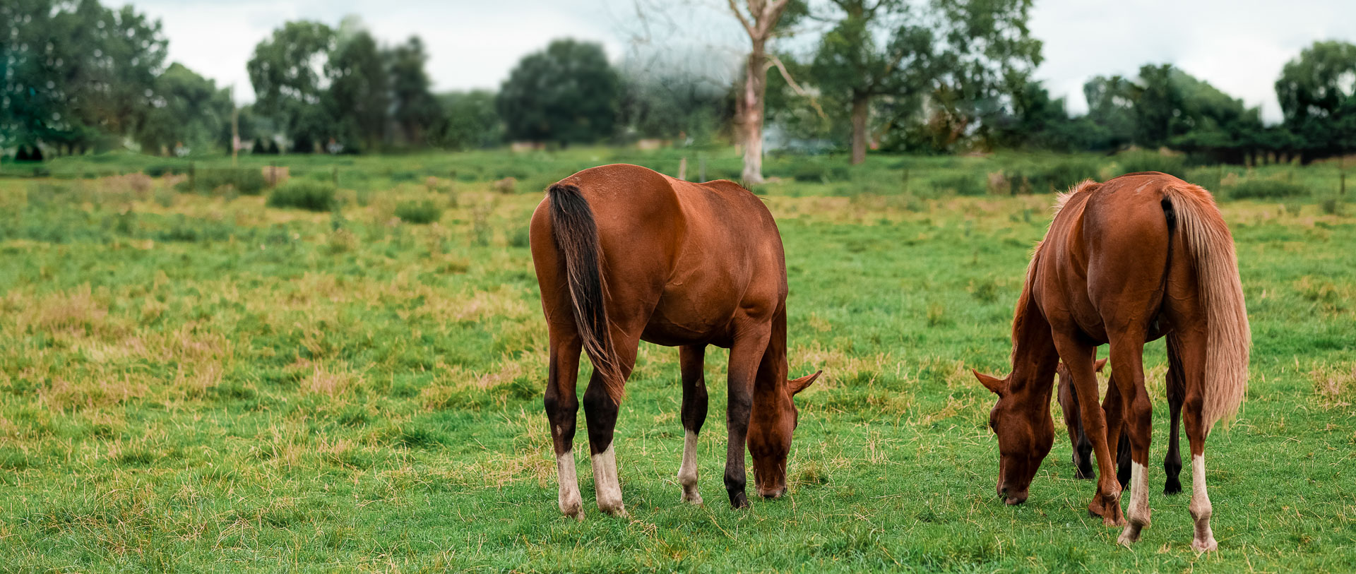 starzup bienveillance association donations don écologique bien-être cheval equitation