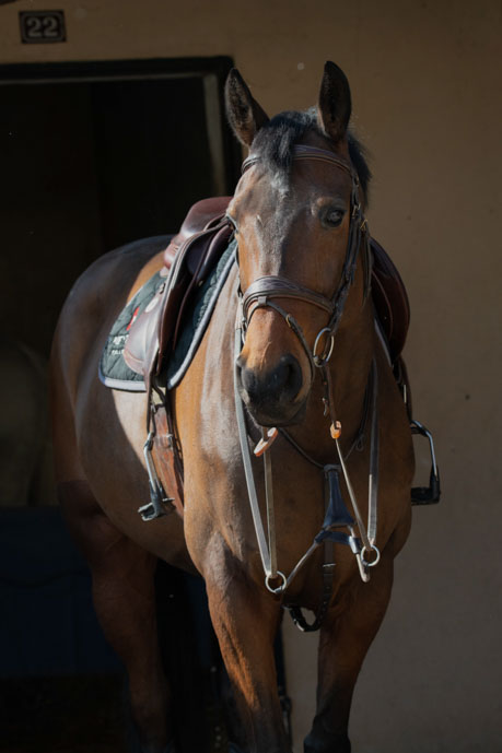 équipement équitation cheval accessoires selle tapis bonnet cheval